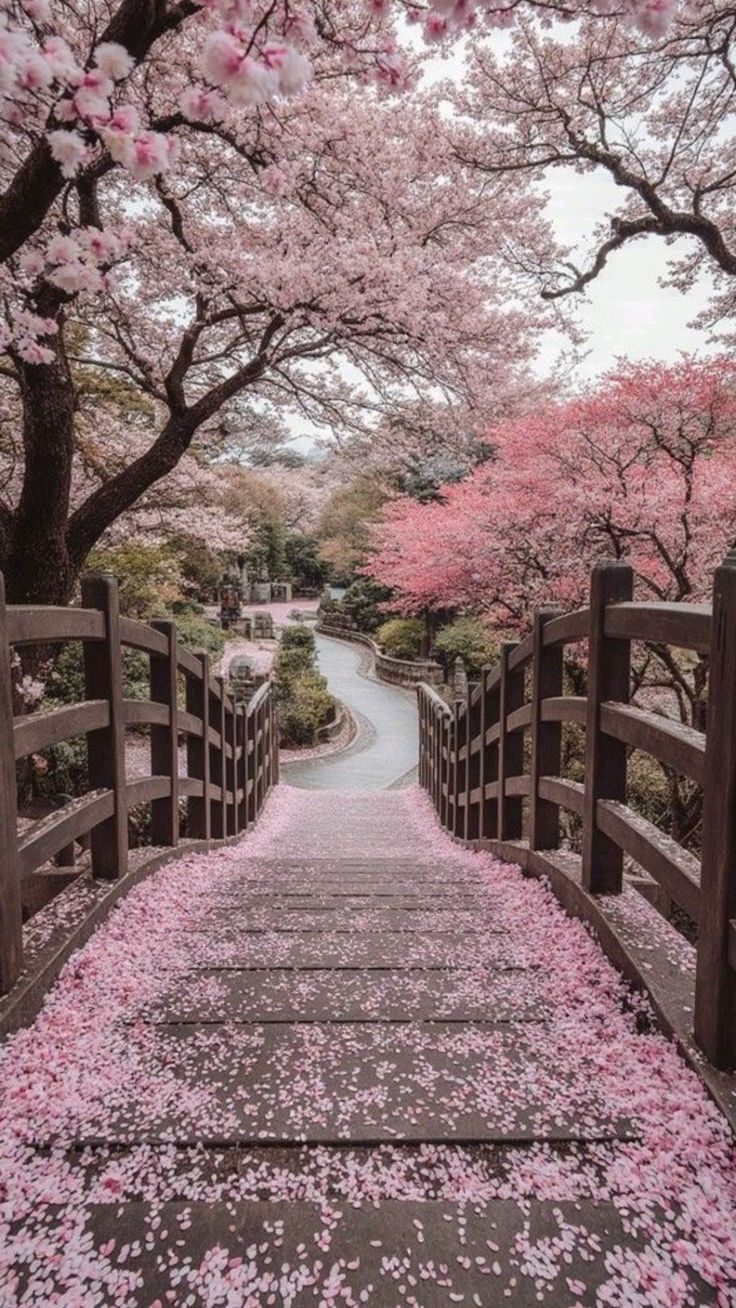 Chemin bordé de cerisiers en fleurs, avec des pétales roses au sol